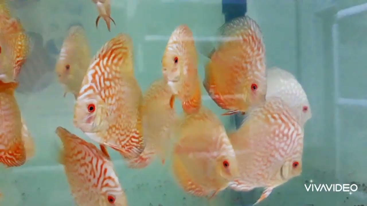 Breeding Discus Fish on a Farm 🐠 