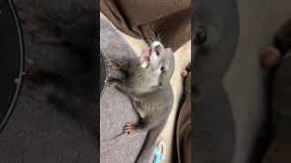 クチャラーの赤ちゃんカワウソ #shorts