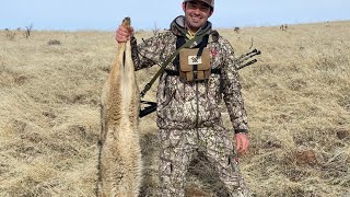 Who said you can’t get coyotes to come in when it’s windy? by Jason Rossman 1,245 views 1 year ago 3 minutes, 56 seconds