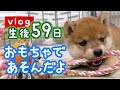 【豆柴】はじめておもちゃで遊んだよ! | VLOG 【生後59日】