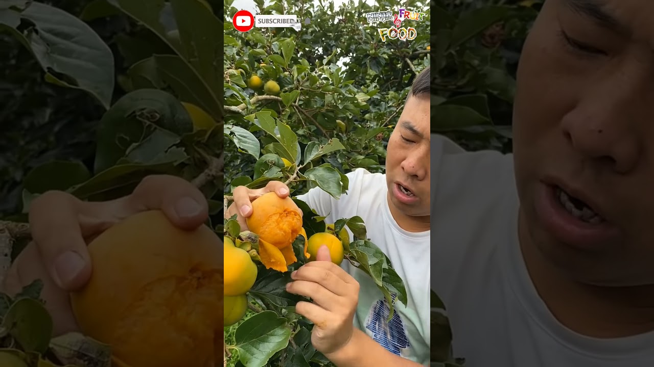 Farm Fresh Fruits Plucking &  Eating🤤 Satisfying videos [1080x1920 60fps] 