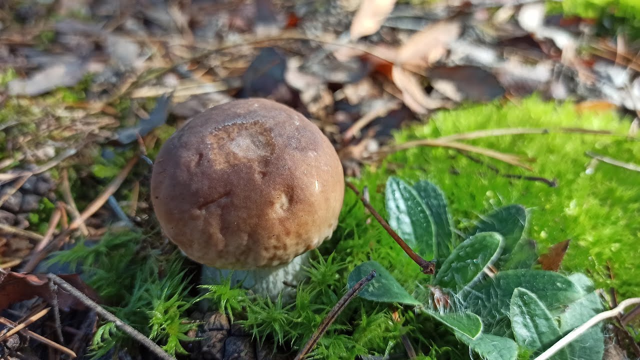 Лес любит тишину, полное погружение. Грибы - YouTube