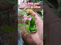 सदाबहार प्लांट की कटिंग लगाने का तरीका #gardeningtips #ytshorts #new viral video