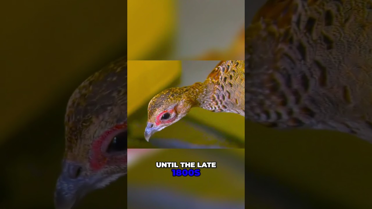 Why South Dakota Is the Pheasant Hunting Capital of the World