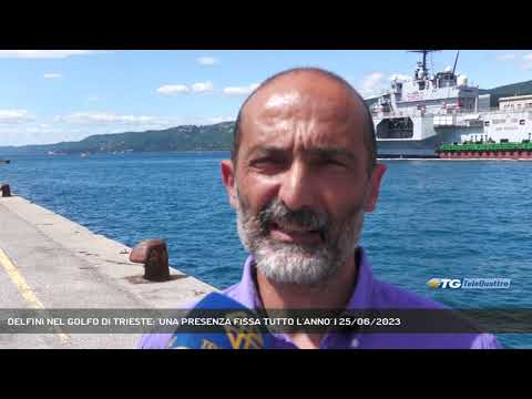 DELFINI NEL GOLFO DI TRIESTE: 'UNA PRESENZA FISSA TUTTO L'ANNO' | 25/06/2023