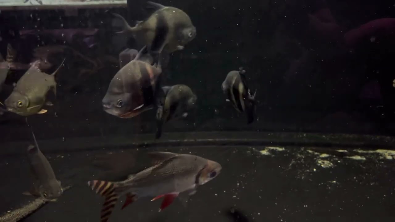 Family of piranha , emperor blue hook 🧐😎 so cool swim in group