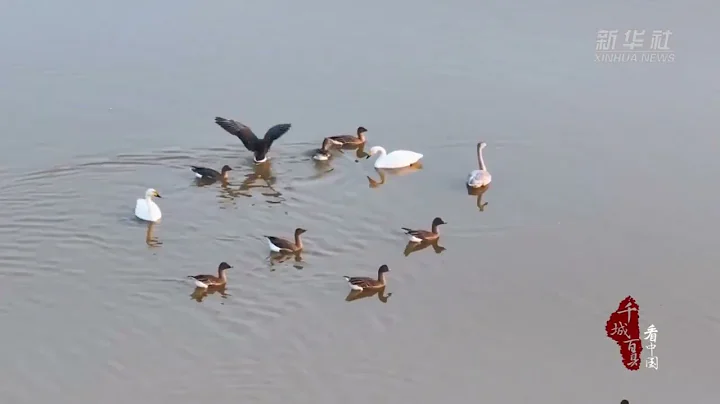 Migratory Birds Returning in Spring in Cangzhou Haixing - DayDayNews