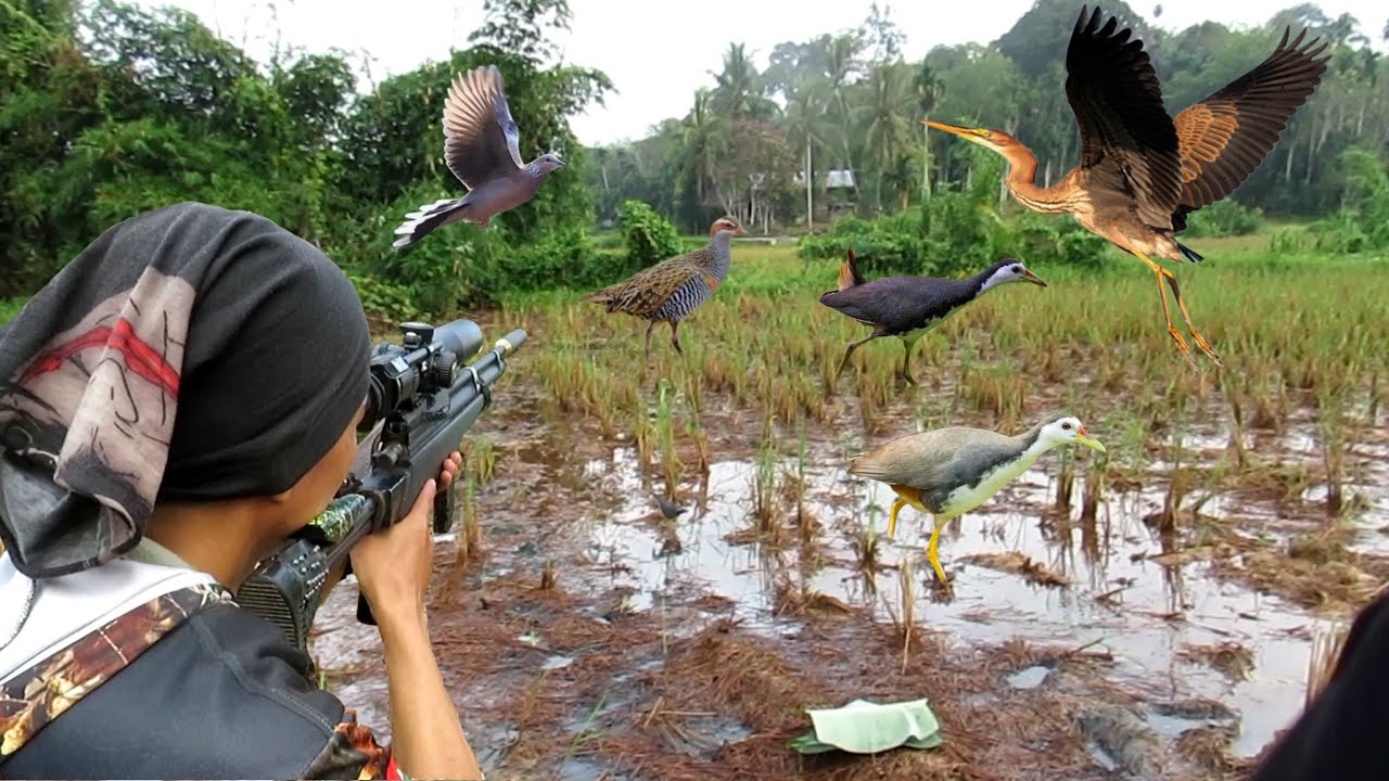 BERBURU BURUNG RAWA DI SPOT YANG SANGAT MENGGIURKAN..