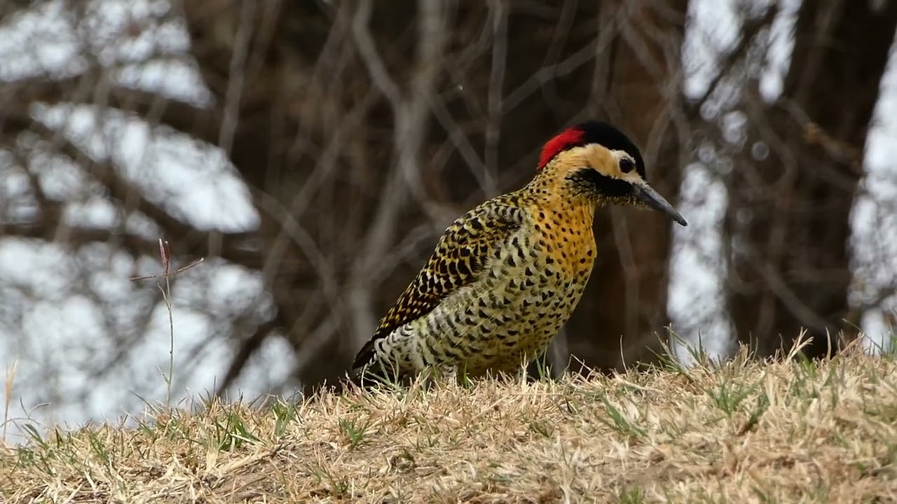 GREEN-BARRED WOODPECKER! Colaptes melanochloros, Córdoba, Argentina. Sep 2024