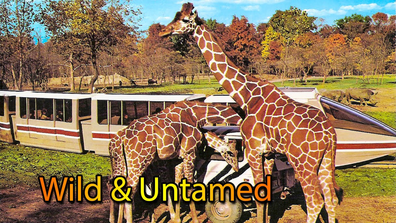 Kings Island History part 9 Wild and Untamed YouTube