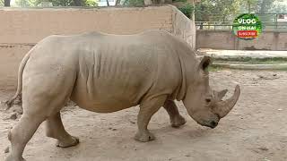 White Rhinoceros | What Do Rhino Eat | Rhinos Diet | سفید گینڈے کا روزانہ کا معمول | तथ्य गैंडे
