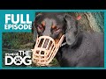 The Demonic Doberman: Harvey | Full Episode | It's Me or the Dog