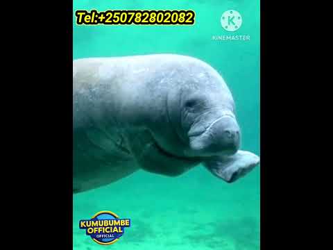Look Another Special Animal With 5Km H In Sea African Manatee 