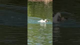 In the world of the ducks you can always see this kind of scenario,ducks rape