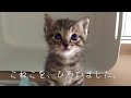 こねこを、ひろいました。