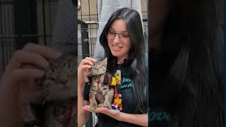 Paralyzed shelter kitten gets a wheelchair made of rulers and Hot Wheels