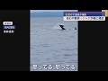 佐渡沖に“海のギャング”シャチ出没－地元漁師 恐怖の瞬間【新潟･佐渡市】スーパーJにいがた7月2日OA