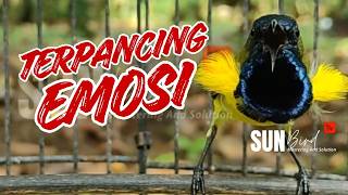 PANCINGAN SOGON GACOR MEMANGGIL LAWAN‼️Pancingan SOGON agar Emosi # PART 305