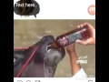 اكبر و اغلى ثور يشرب الوسكي