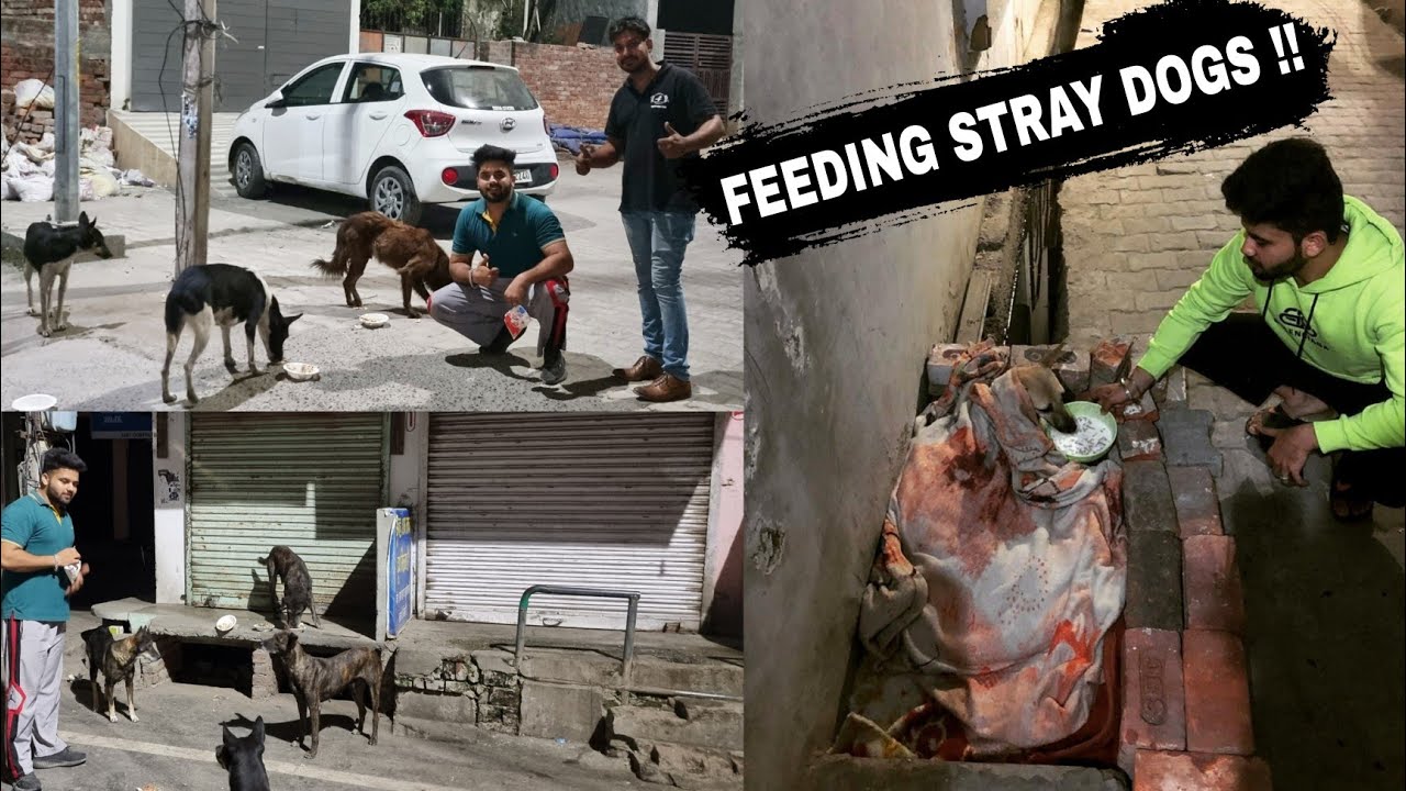 Feeding Street Dogs on My Dog's Birthday Vaibhav Jerry YouTube
