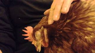 Chicken purring like a kitten!