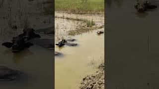 Buffalos Bathing Part 4