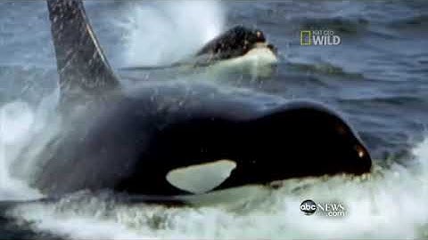 #41 Gấu Bắc Cực đại chiến cá voi sát thủ