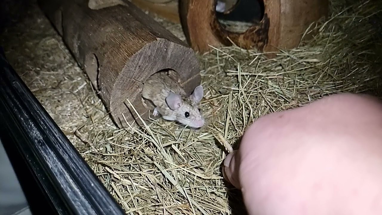 mouselikehamster Calomyscus bailwardi likes mealworms slomotion