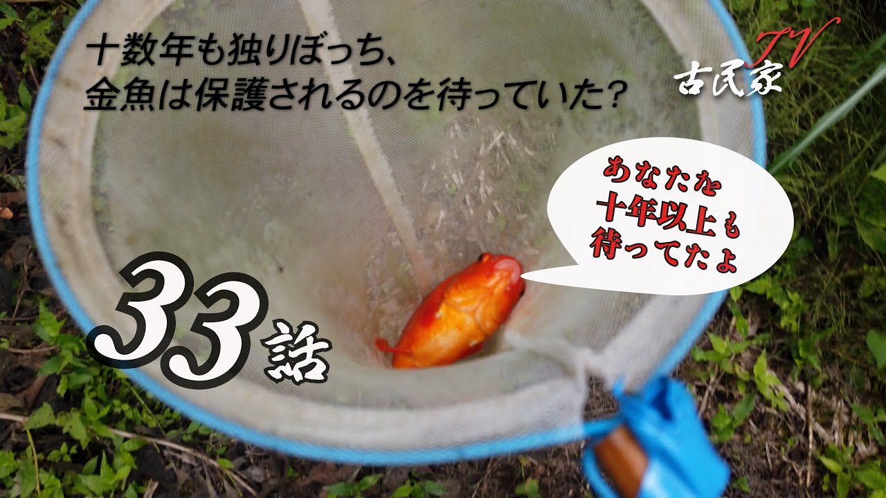 ＃33、空き家の超狭い裏池に独りぼっちで十数年放置されていた金魚をついに保護しました。「築120年、廃墟となった古民家を再生」