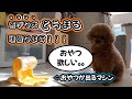 【日常編】慎重派わんこ、でるでる自飯器を試してみたら‥。。