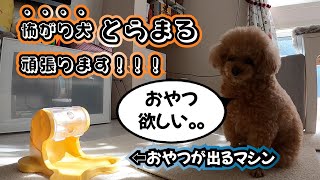 【日常編】慎重派わんこ、でるでる自飯器を試してみたら‥。。