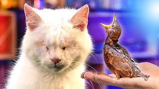 A BLIND CAT'S REACTION TO A SMALL BIRD!