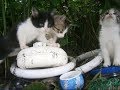 ビックリ、裏山から野良の子猫ちゃんがやって来た～（３） A stray kitten came from the mountain(3) 【いなか猫１７７１】japanese funny cat
