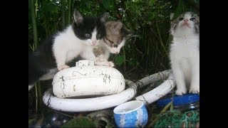 ビックリ、裏山から野良の子猫ちゃんがやって来た～（3） A stray