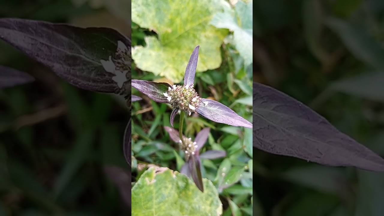 Bunga Putih Kecil...