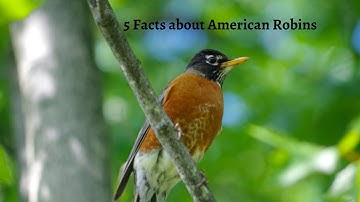 5 Facts about American Robins | 5 Facts Hub