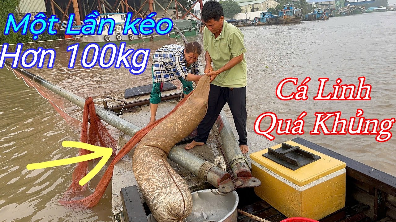 Cá Linh Đầu Mùa Dượng 9 Kéo Một Ngày Cả Tấn Cá . Và Làm Giàu Nhờ Mùa Nước Lũ Về.