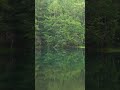 緑響く御射鹿池湖畔 #shorts