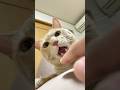 ちゃちゃちゃまる🎵🐱 #cat #catvideos #猫 #cute #ちゃちゃまる