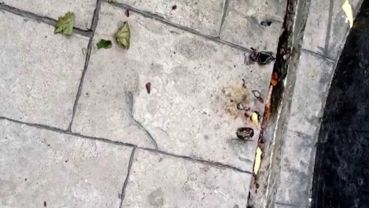 How to kill a wasps nest with wd40 and a lighter - YouTube