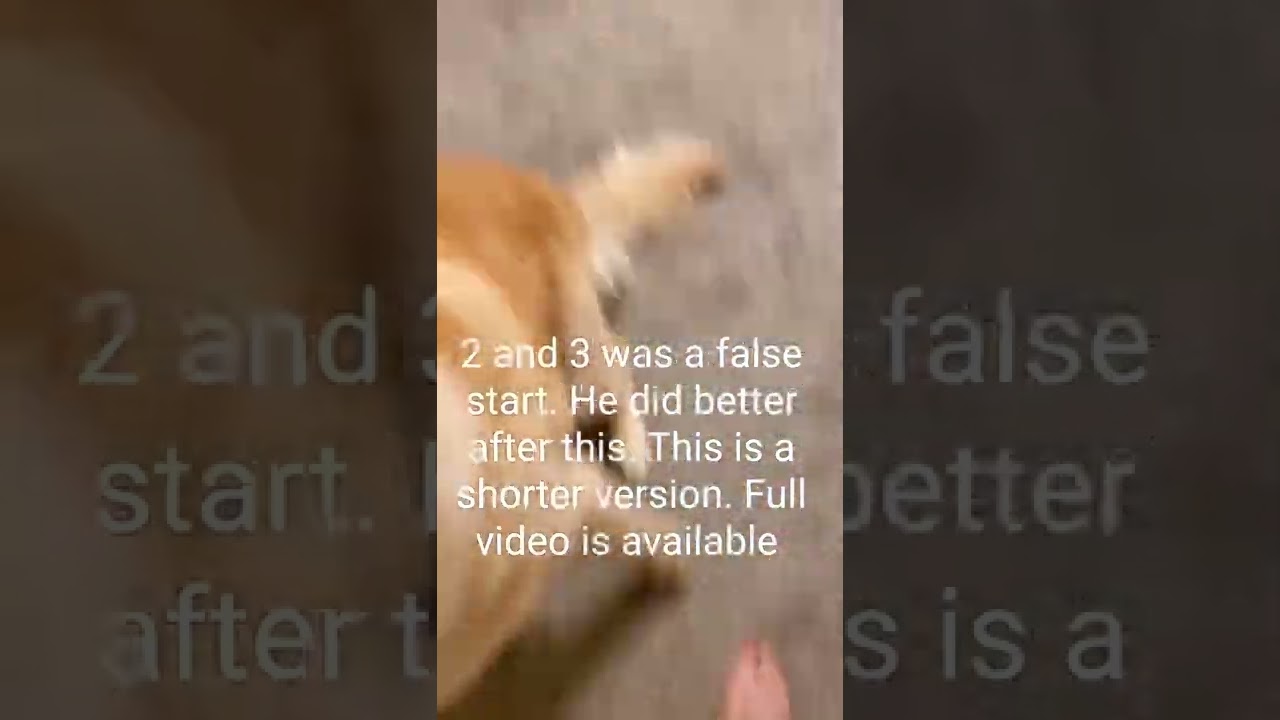 Can dogs count? Part 5, shorter version