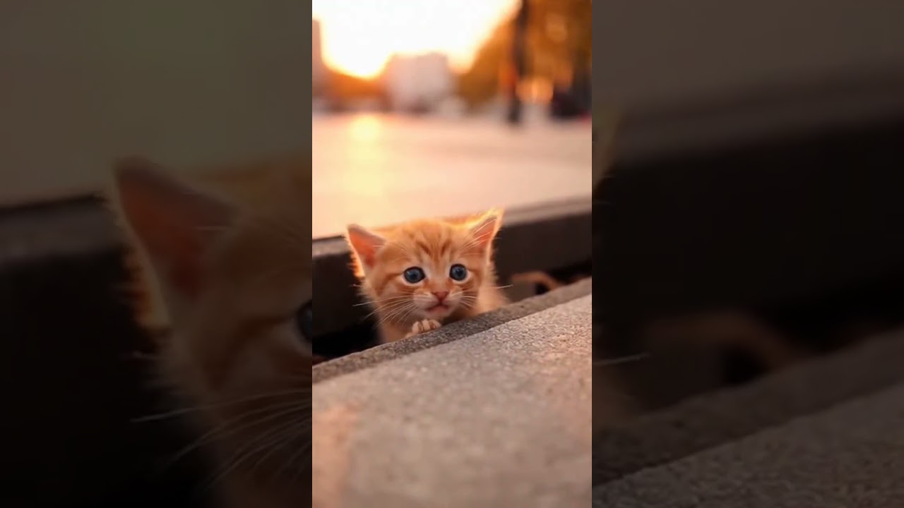 Watch This Kitten's Adorable First Steps 