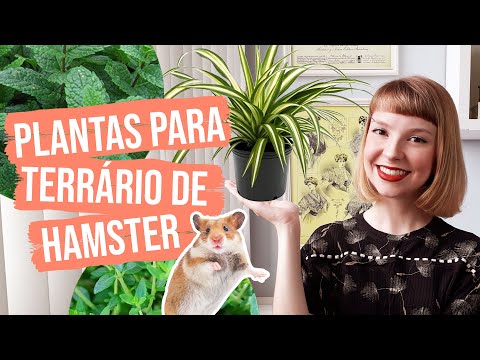 Plantas e ervas seguras para terrário de hamster 🌱🐹