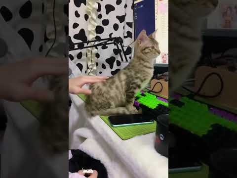 Funny pet cat 15