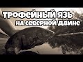 Трофейный Язь!! Северная Двина 7 день 23 08 2017