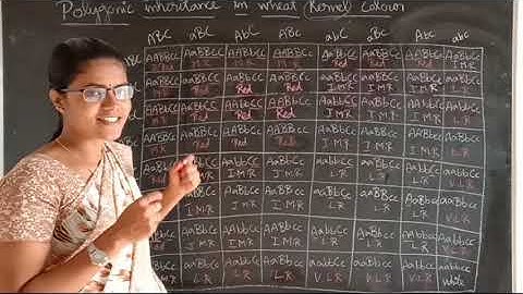 Polygenic inheritance in wheat kernel colour (Part-24)