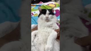 Chaquetin 😸🧐 #gato #gatos #meme #mascota #mascotas #michis #gatito #catlove #cat #cats #pets