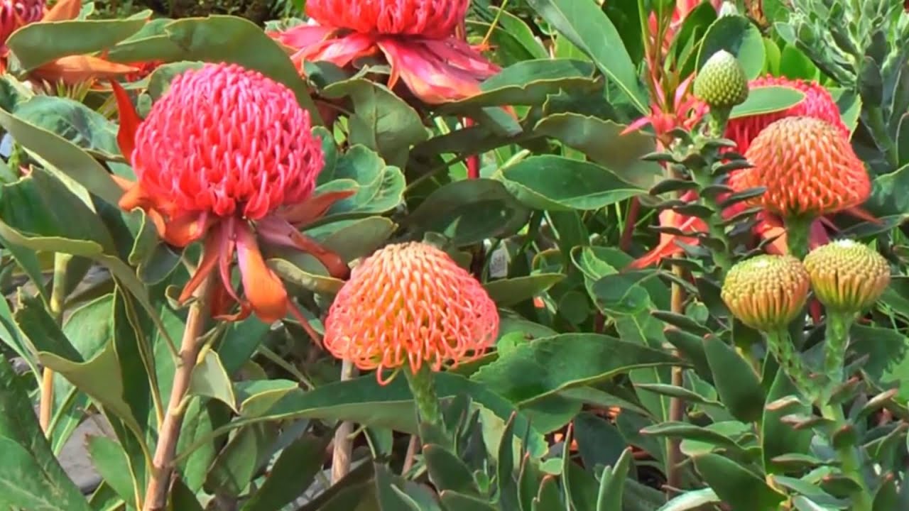 protea 