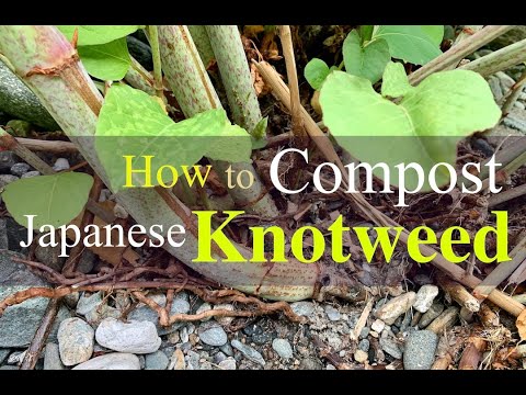 How to Compost Green Japanese Knotweed: a Permaculture Solution - YouTube