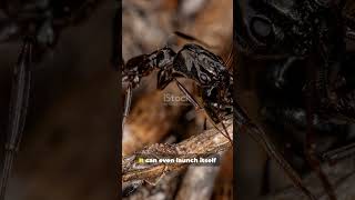 Animals With Amazing Powers# #animals #youtubeshorts #youtube #wildlife #ytshorts #nature #yt #facts